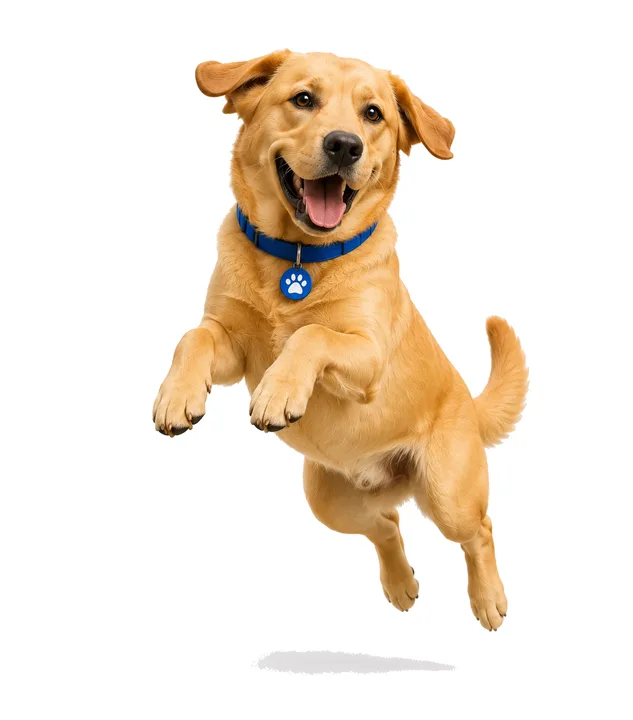 Doggo maakt een vreugdesprong